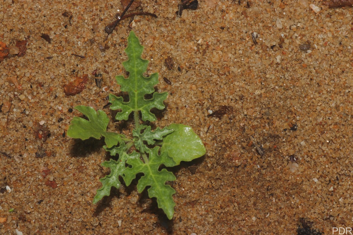 Citrullus colocynthis (L.) Schrad.